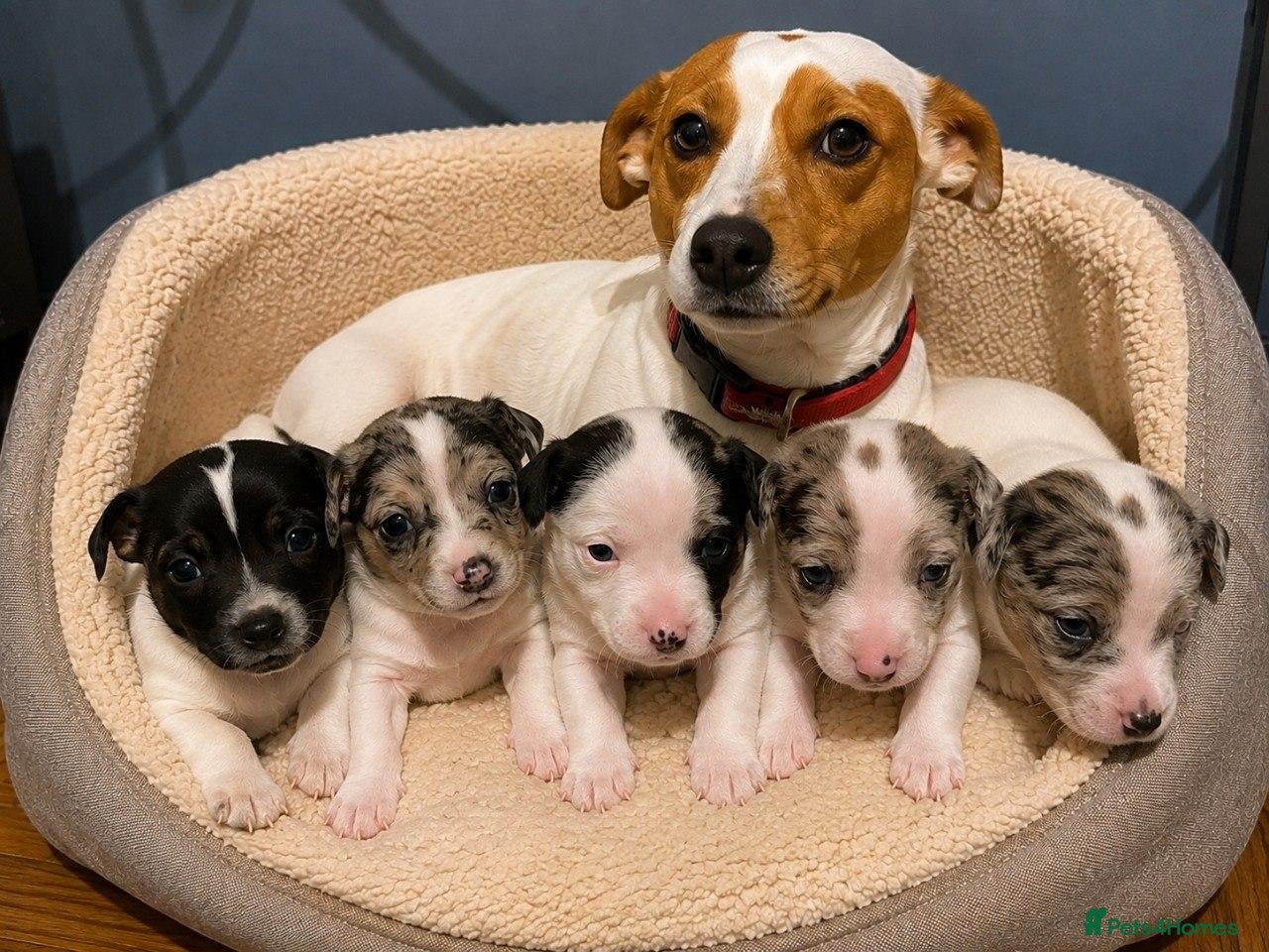 Jack Russell dogs Gorgeous Jack Russell Puppies – 2 Boys & 3 Girls  - Advert 12