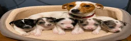 Jack Russell dogs for sale: Gorgeous Jack Russell Puppies – 2 Boys & 3 Girls  in Kirkcaldy - Advert 1
