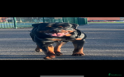 Rottweiler dogs for sale: Beautiful Rottweiler FREE - Advert 5