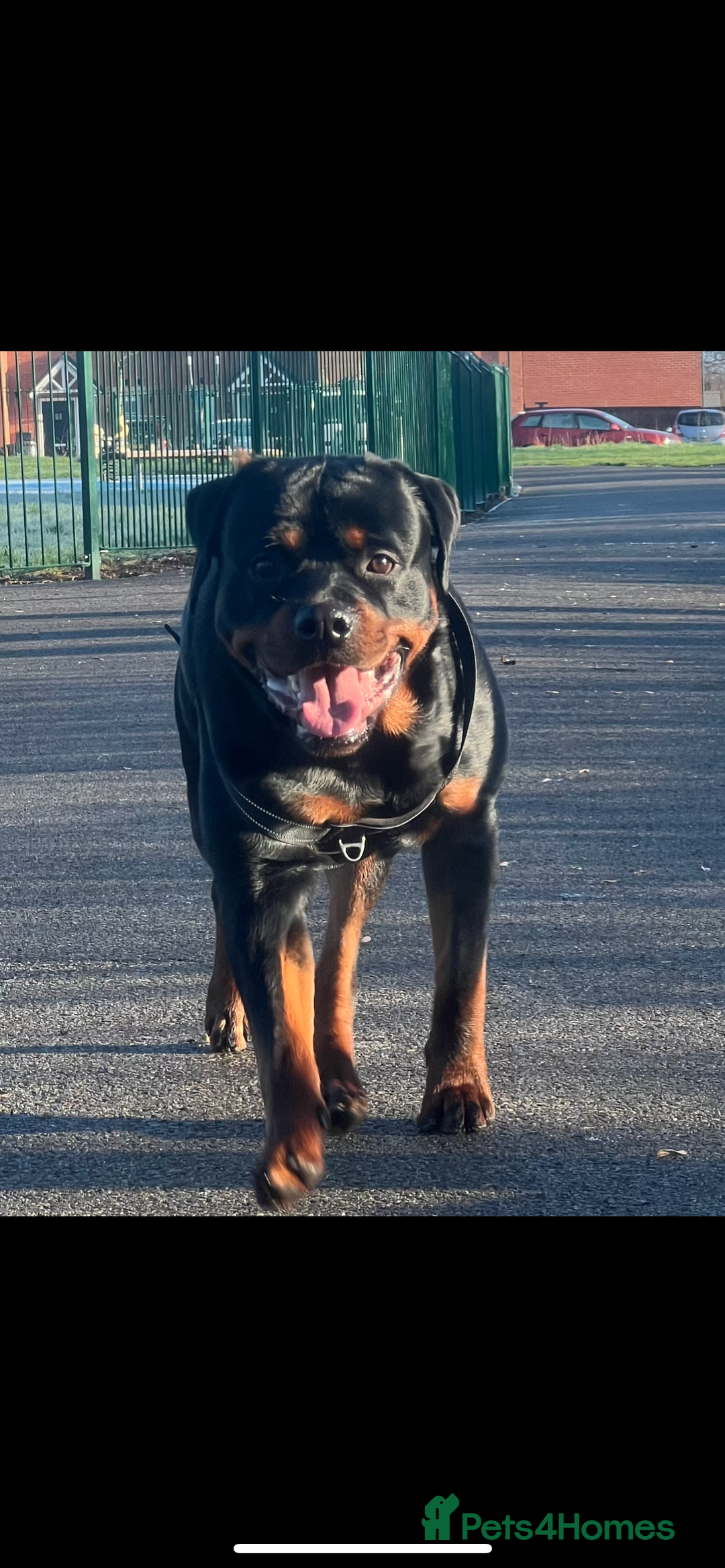 Rottweiler dogs for sale: Beautiful Rottweiler FREE - Advert 5