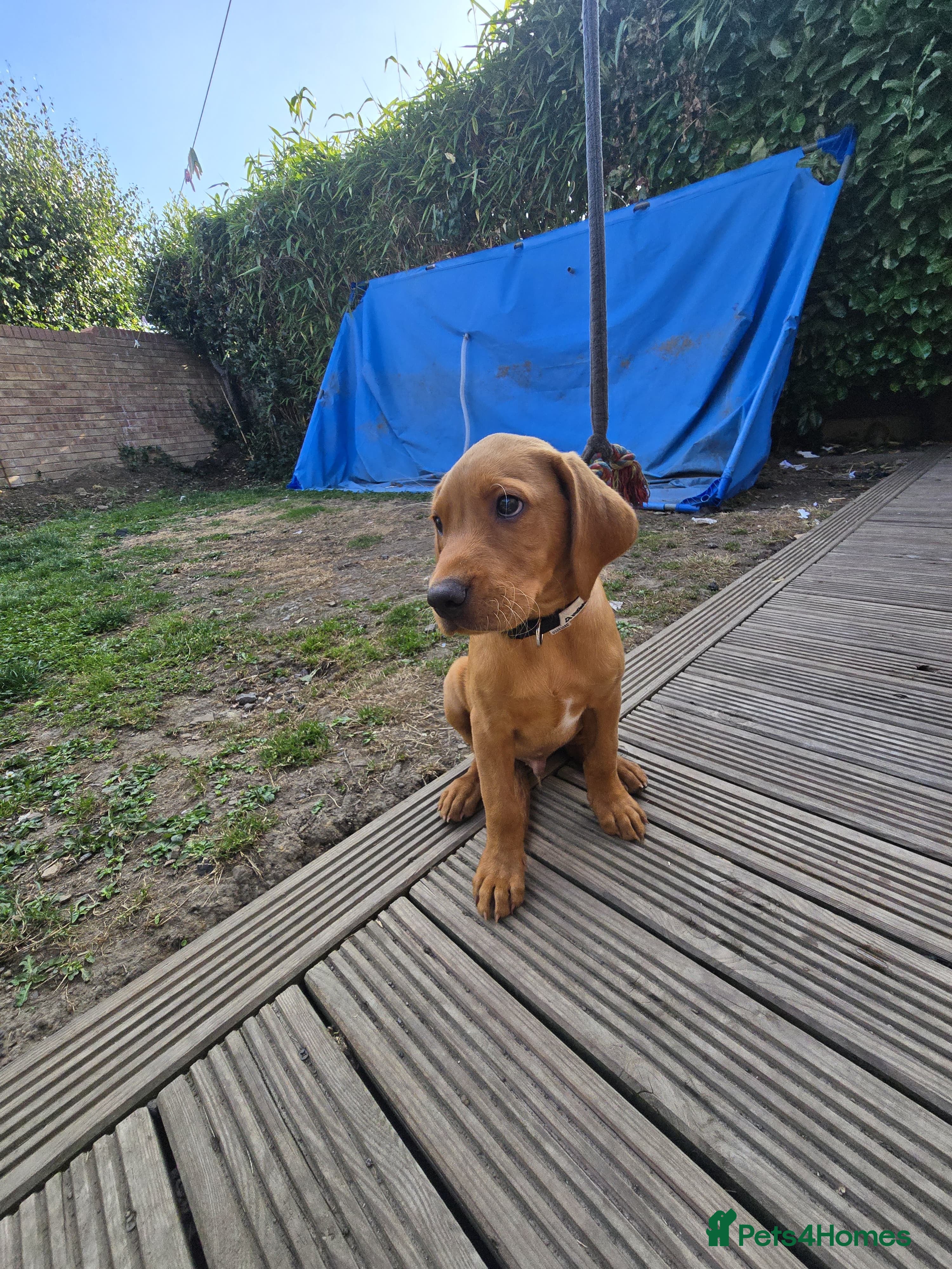 Labrador Retriever dogs Exceptional Fox Red Labrador Retriever Puppies - Advert 2