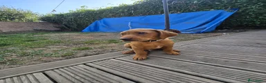 Labrador Retriever 1