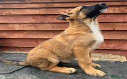 Mixed Breed dogs for sale: German shepherd x Belgian shepherd puppies - Image 14