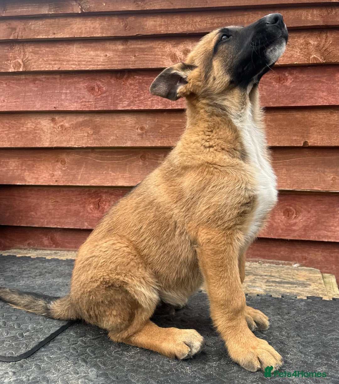 Mixed Breed dogs for sale: German shepherd x Belgian shepherd puppies - Image 14