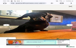 Dachshund dogs for sale: BEAUTIFUL STANDART DACHSHUNDS BABIES READY TO GO!  - Image 8