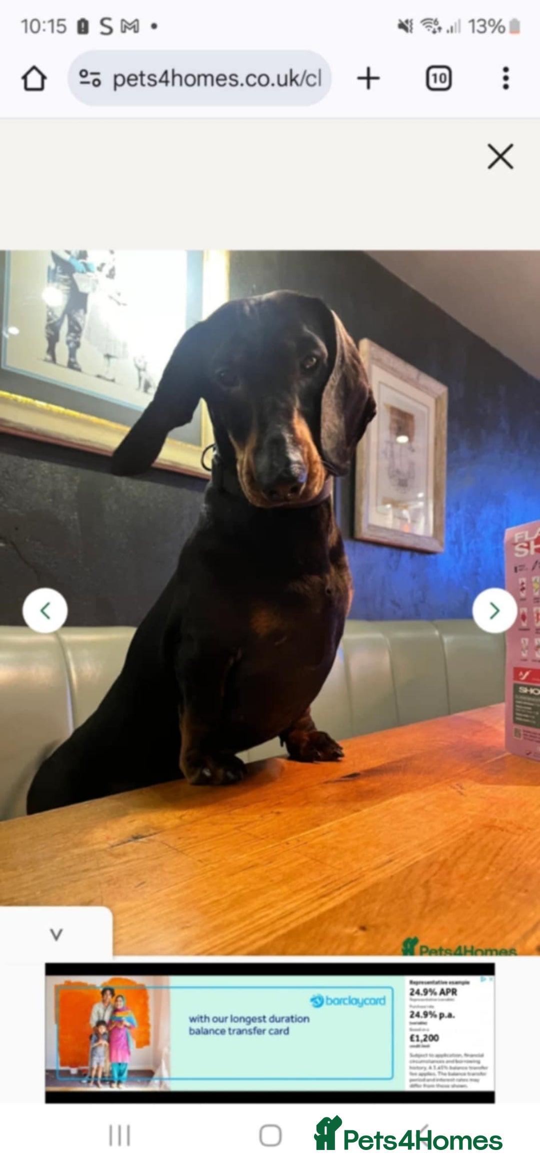 Dachshund dogs for sale: BEAUTIFUL STANDART DACHSHUNDS BABIES READY TO GO!  - Image 8