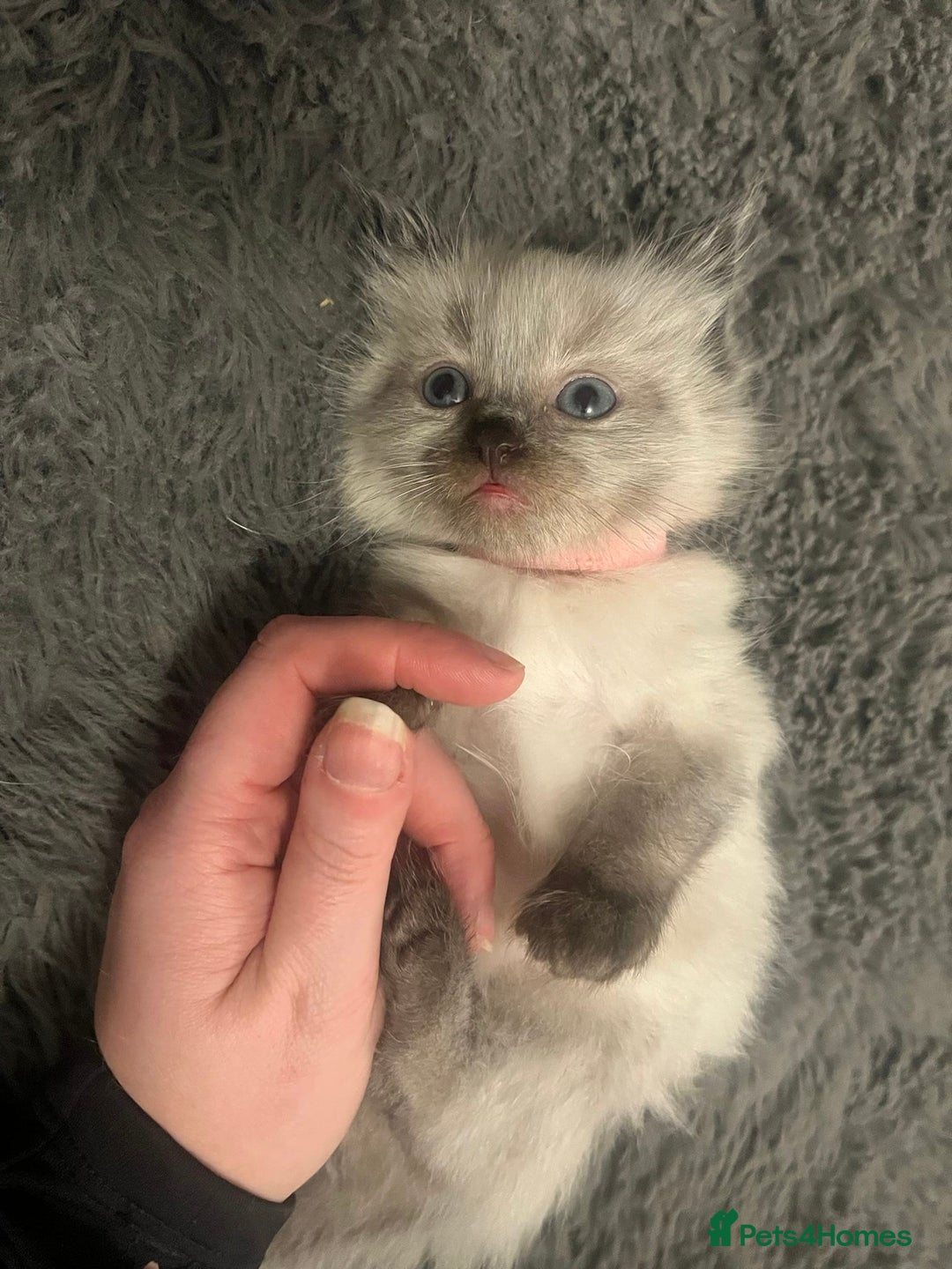Ragdoll cats for sale: One gorgeous pedigree Ragdoll kitten available  - Image 1