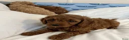 Cavapoo dogs for sale: Cavapoo puppies  in Glasgow - Advert 4