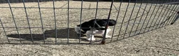 Miniature Dachshund dogs for sale: LOVELY MINIATURE DACHSHUNDS PUPPIES FOR SALE in Kirkcaldy - Advert 3