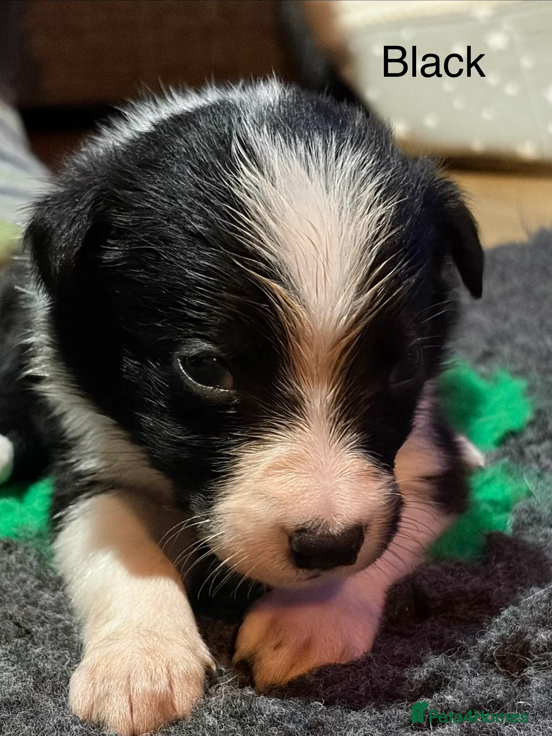 Border Collie dogs for sale: ONLY ONE BOY REMAINING (READY TO GO TUE) - Advert 34