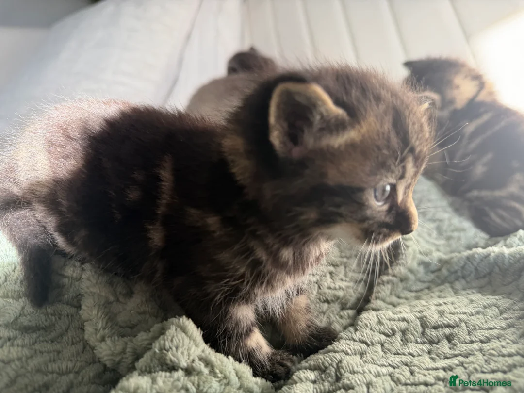 Mixed Breed cats for sale: 4 kittens looking for new home  - Advert 16