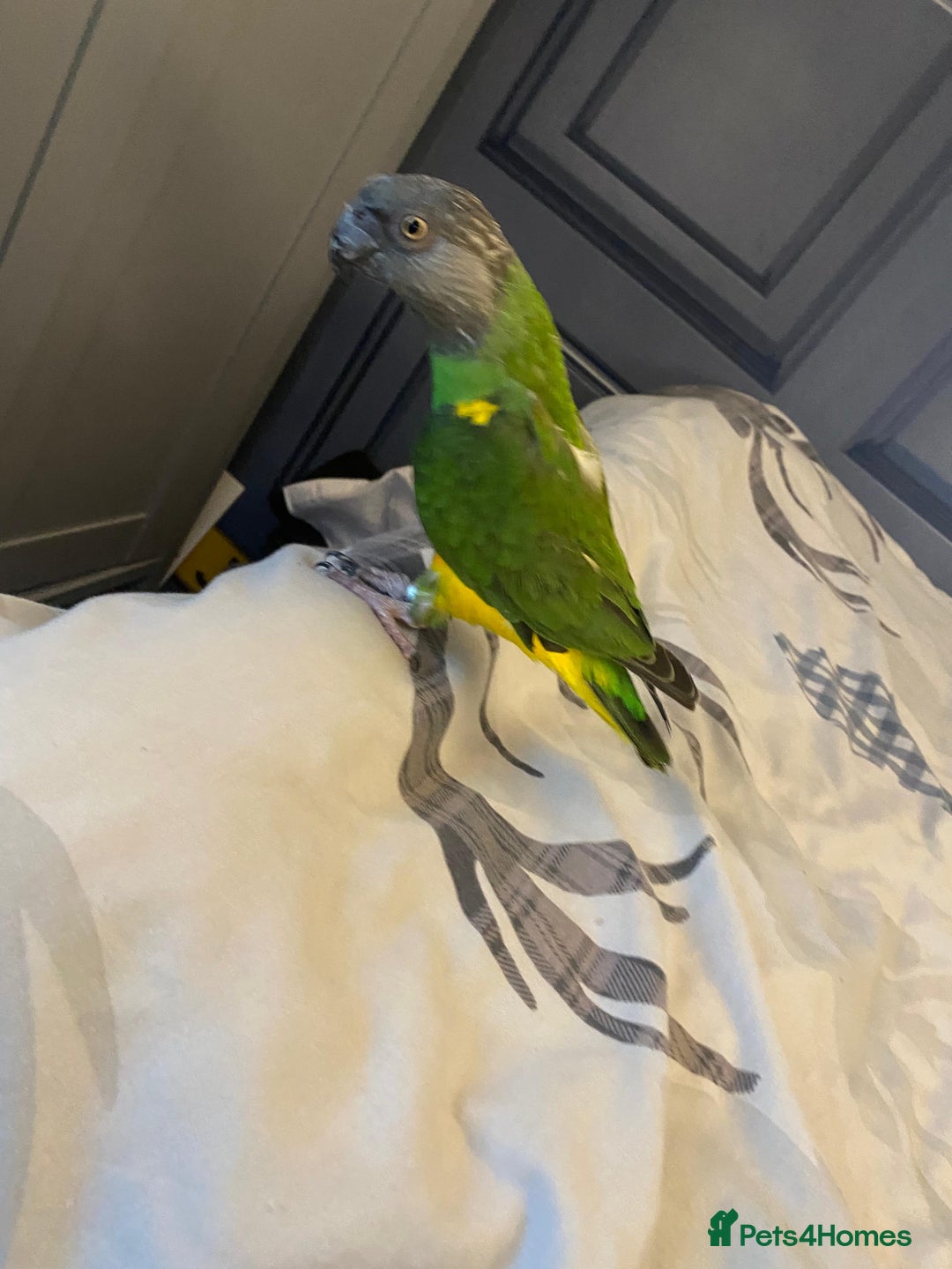 Parrots birds for sale: Silly tame senegal parrot  - Image 5