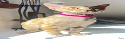 Devon Rex cats for sale: ❤️ OUR LAST GIRL FROM OUR SPRING LITTER  - Advert 13