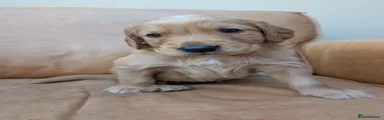 Golden Retriever 3