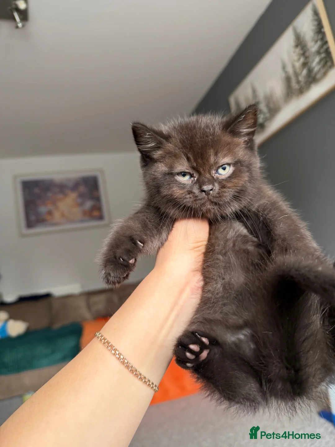 British Shorthair cats for sale: British kittens - Advert 10