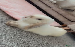 Mini Lion Lop rabbits for sale: Male mini lop - Image 1