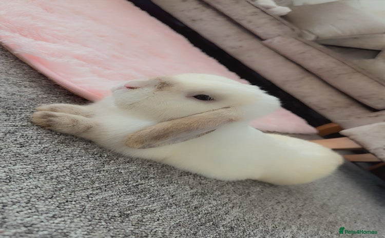 Mini Lion Lop rabbits - Advert 4