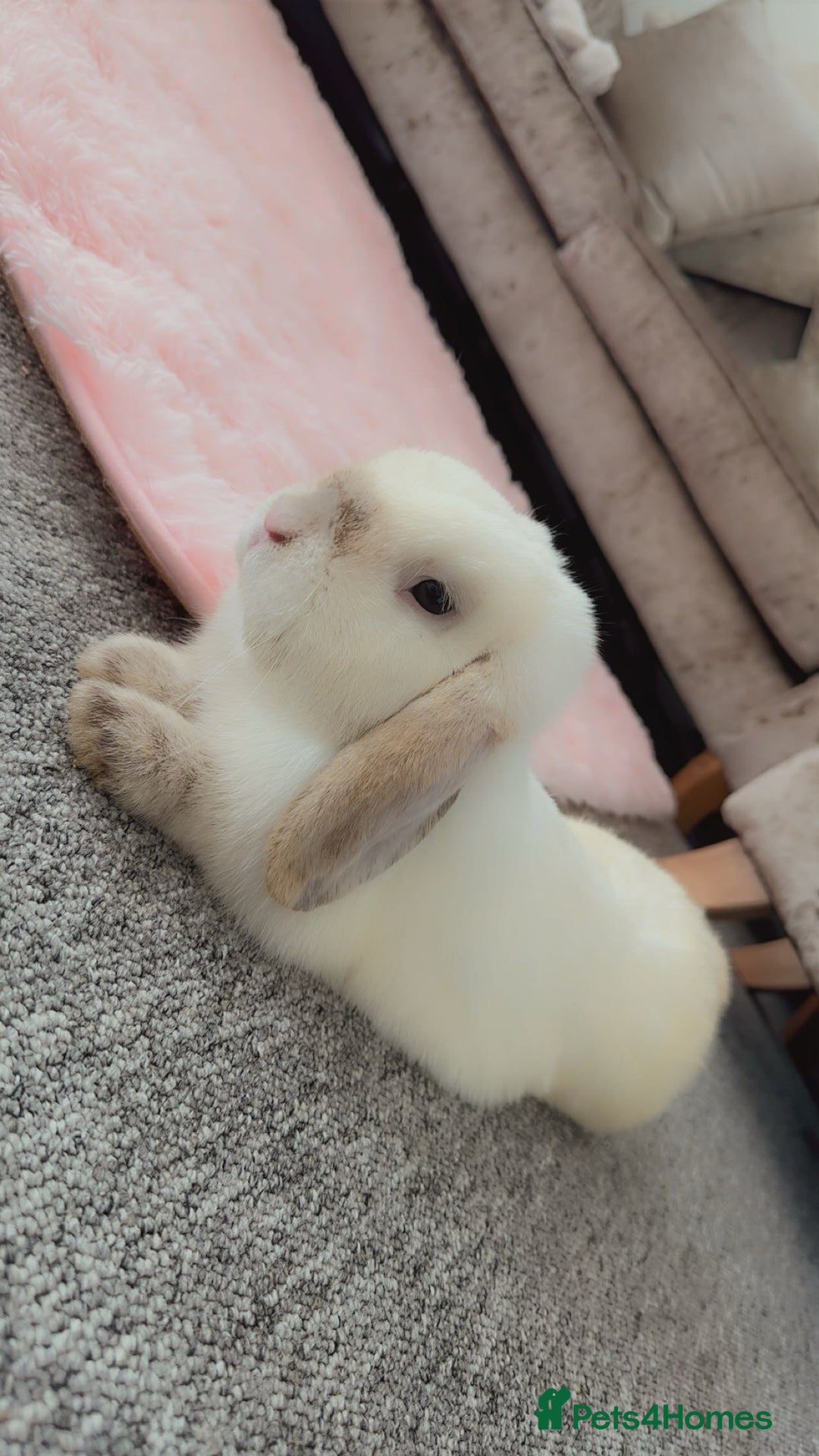 Mini Lion Lop rabbits for sale: Male mini lop - Image 1