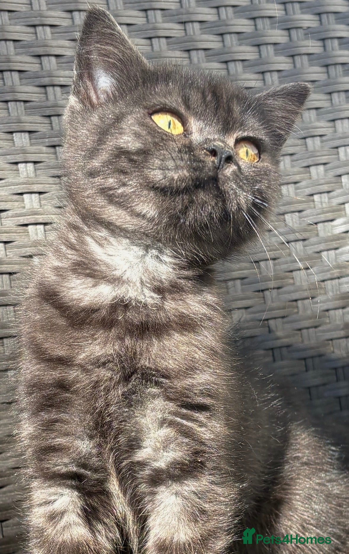 British Shorthair cats British short hair X Scottish fold  - Advert 3