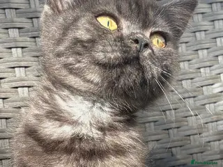 British Shorthair cats British short hair X Scottish fold - Advert 6