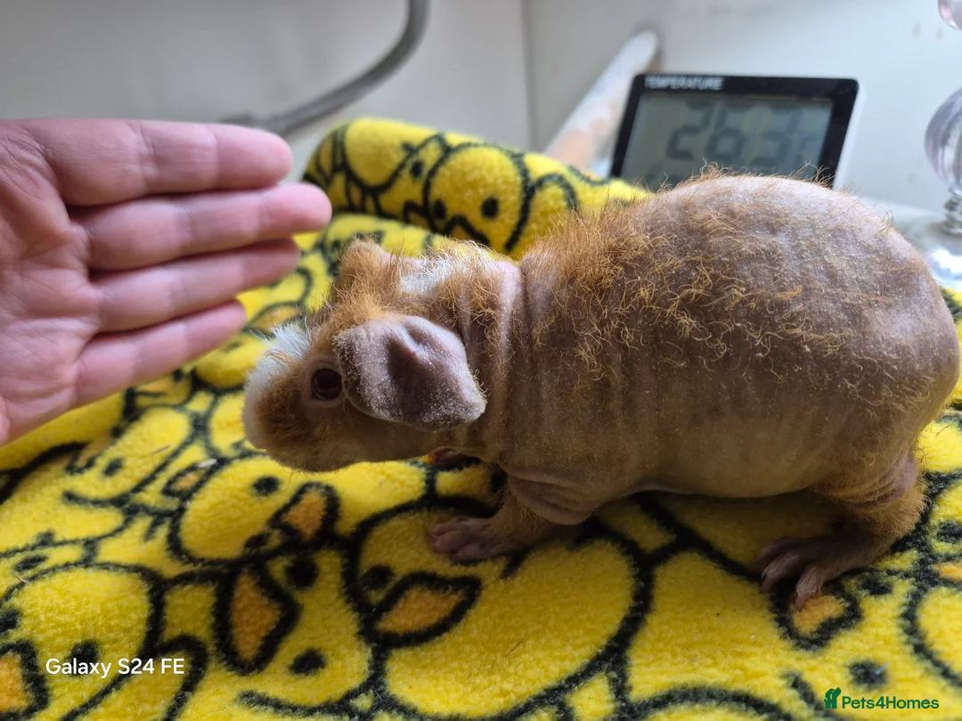 Guinea Pig rodents for sale: Skinnies and guineas for sale  - Advert 5