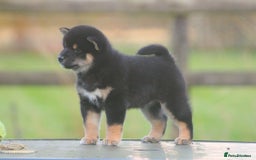 Japanese Shiba Inu dogs for sale: Super quality Shiba Inu puppies  - Image 6