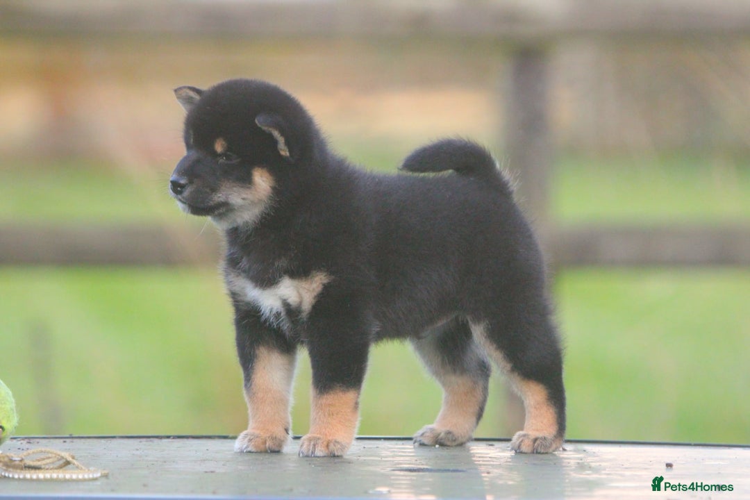 Japanese Shiba Inu dogs for sale: Super quality Shiba Inu puppies  - Image 6