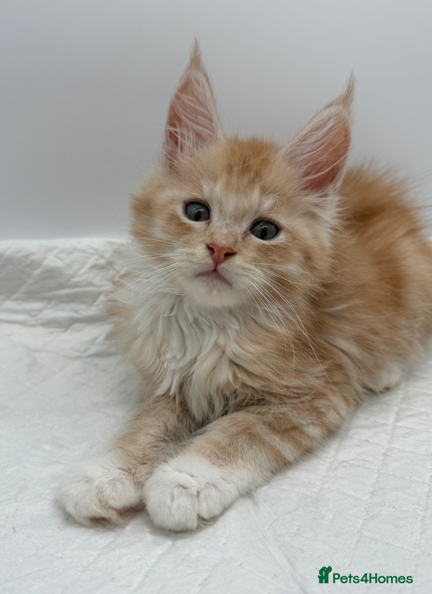 Maine Coon cats TICA Reg Maine Coon Kittens Red & Tortie Babies - Advert 17