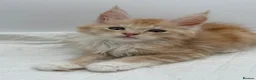 Maine Coon cats for sale: TICA Reg Maine Coon Kittens Red & Tortie Babies - Advert 1