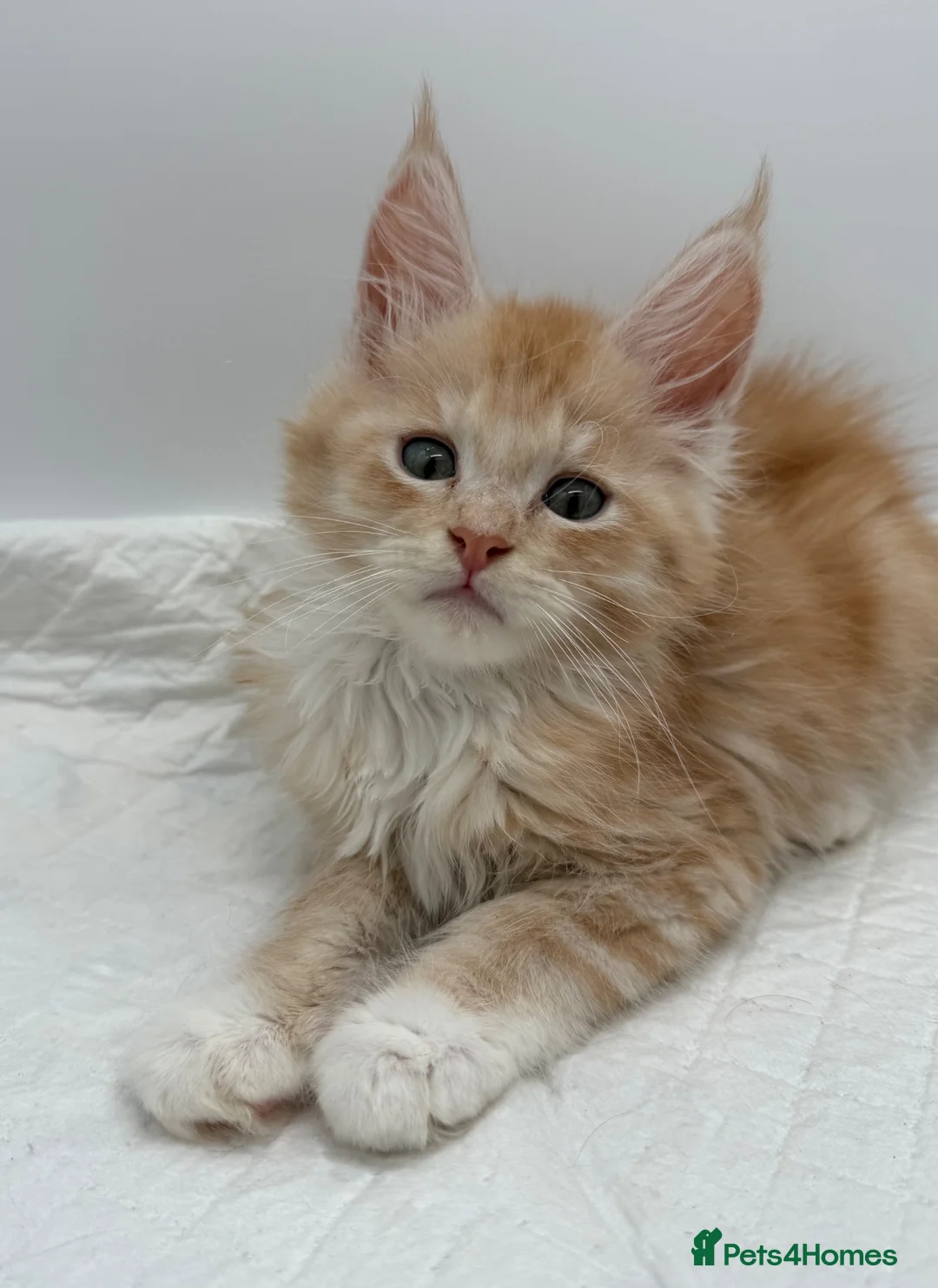 Maine Coon cats for sale: TICA Reg Maine Coon Kittens Red & Tortie Babies - Advert 1