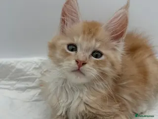Maine Coon cats TICA Reg Maine Coon Kittens Red & Tortie Babies - Advert 3
