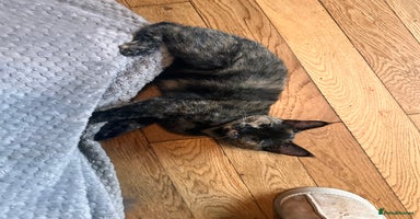 Ragdoll cats - Advert 5