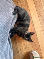 Ragdoll cats - Advert 5