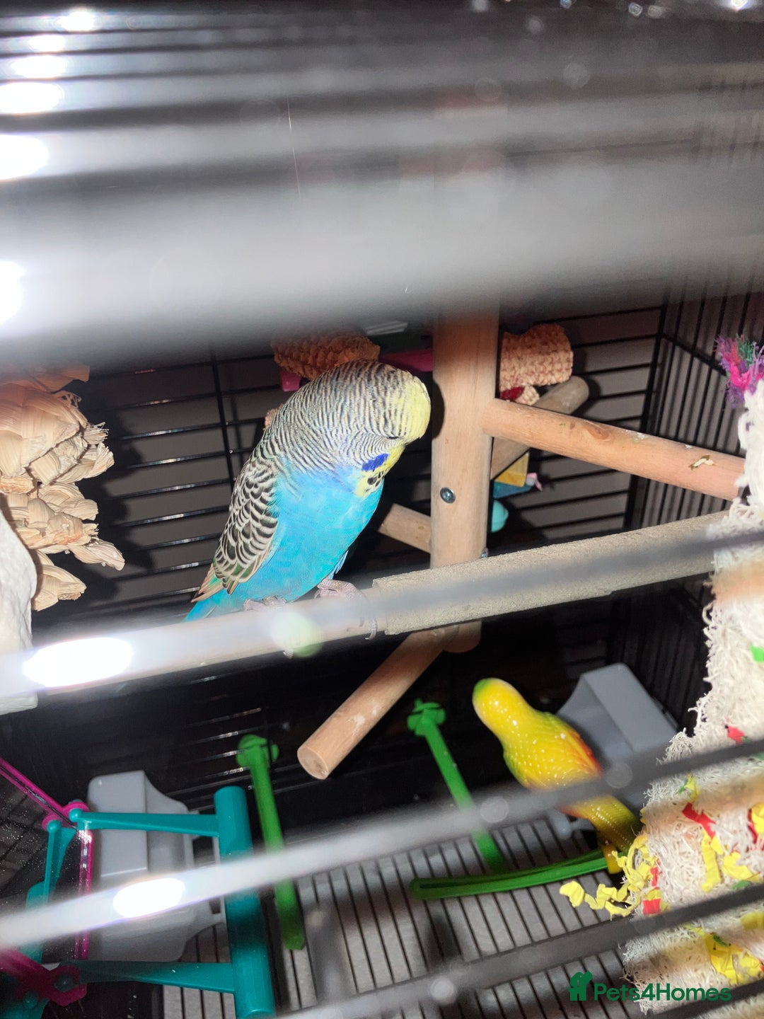 Budgerigars birds for sale: Male budgie with cage/stand - Image 6