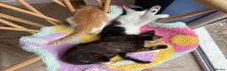 Mixed Breed cats for sale: Stunning cuddly kittens for forever homes - Advert 7