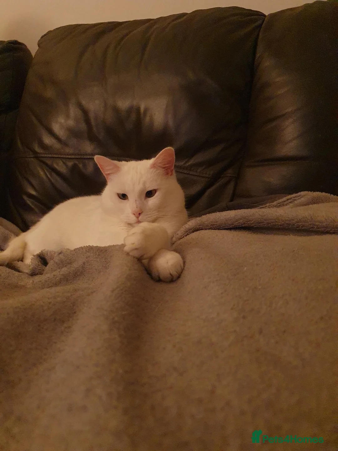 British Shorthair cats for sale: Sisters for sale/rehoming in Ashford - Advert 5