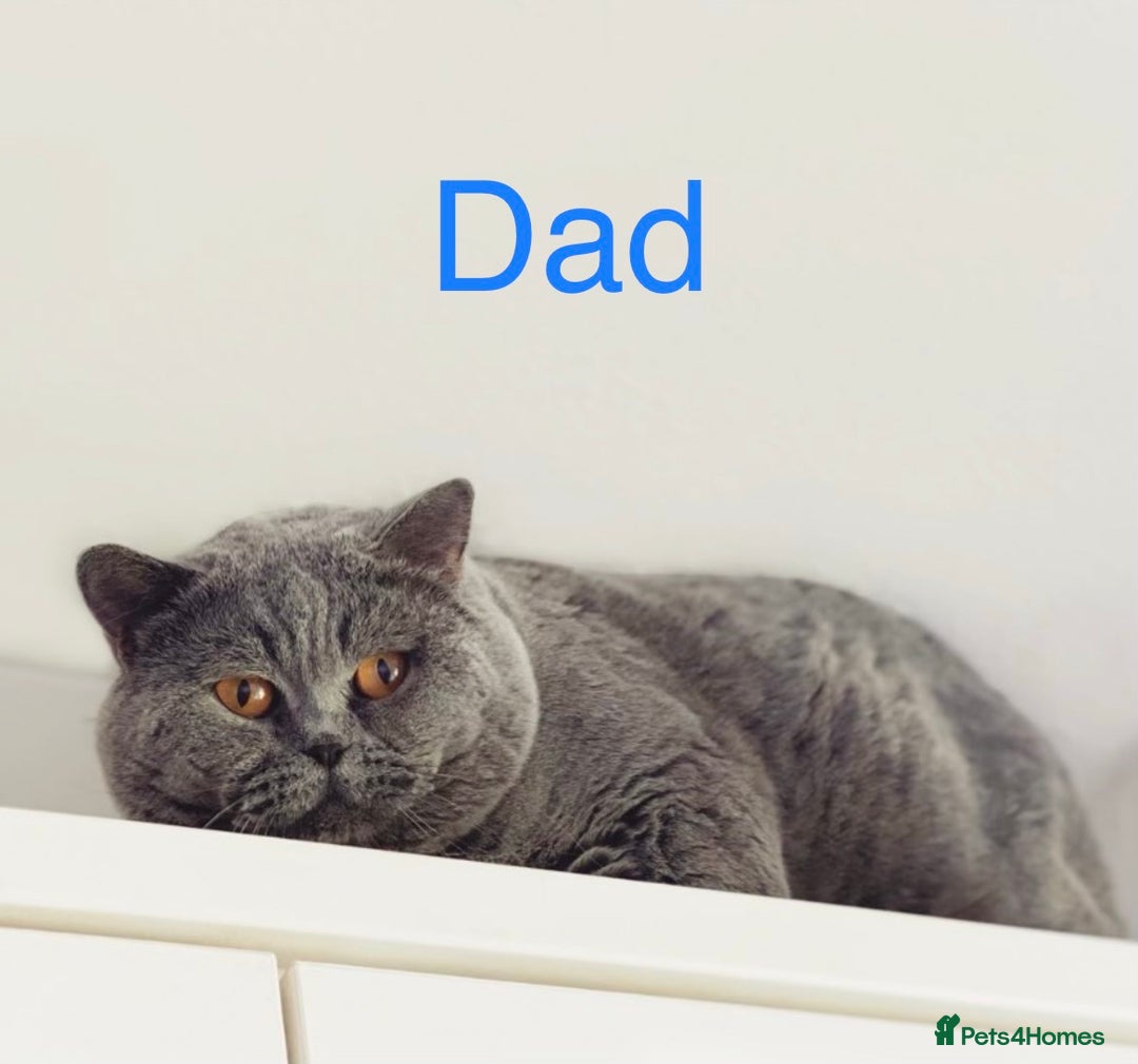 British Shorthair cats for sale: GCCF Registered Lilac British Shorthair Boy - Image 5