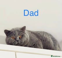 British Shorthair cats GCCF Registered Lilac British Shorthair Boy - Advert 10