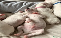 Dalmatian dogs for sale: PEDIGREE Dalmatian Puppies ready by 19th December  - Image 4