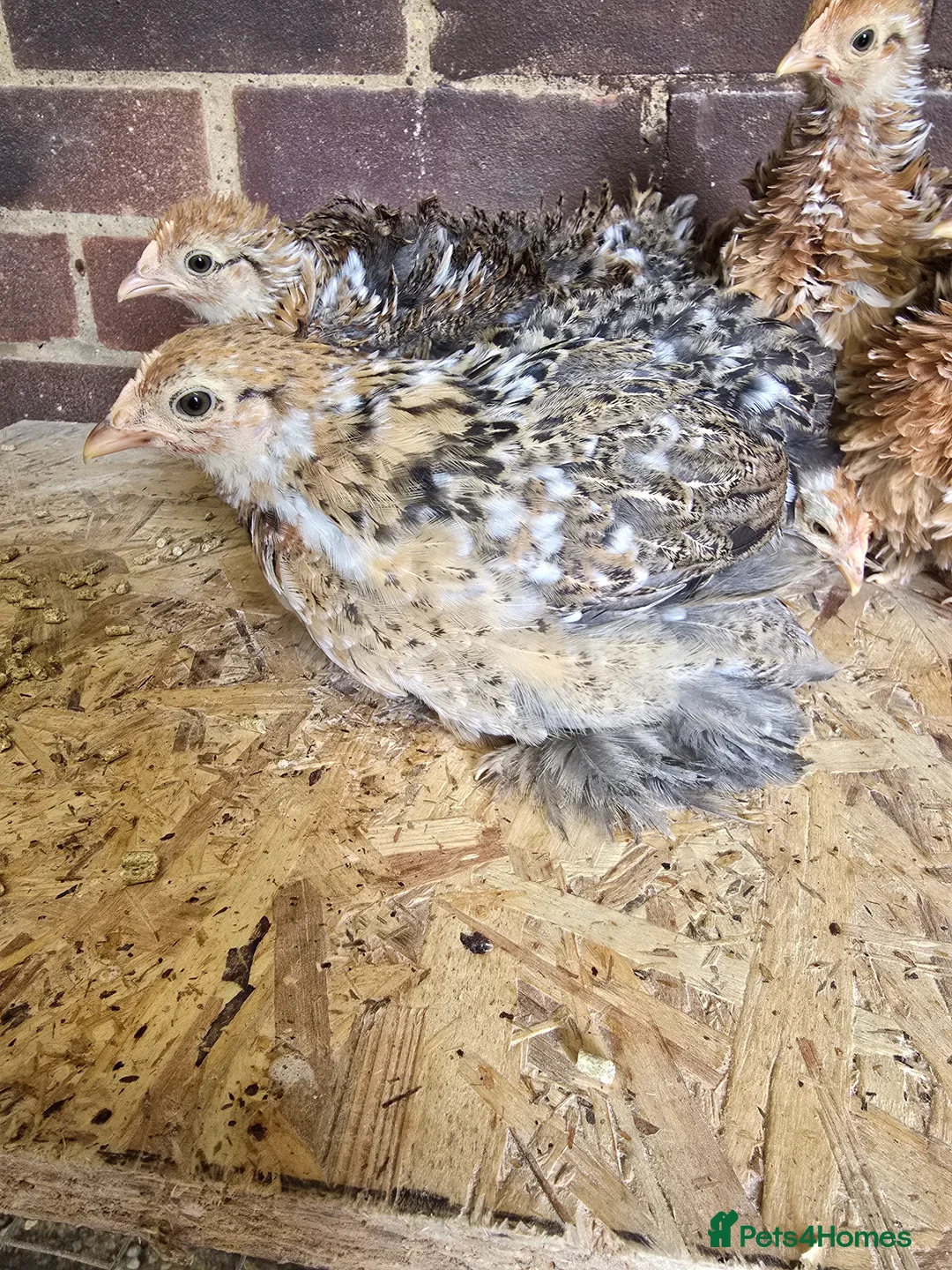 Chickens poultry for sale: Pekin Bantam pullet growers  - Advert 4