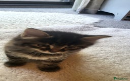 Mixed Breed cats for sale: Lovely kittens Looking for new Homes  - Image 33