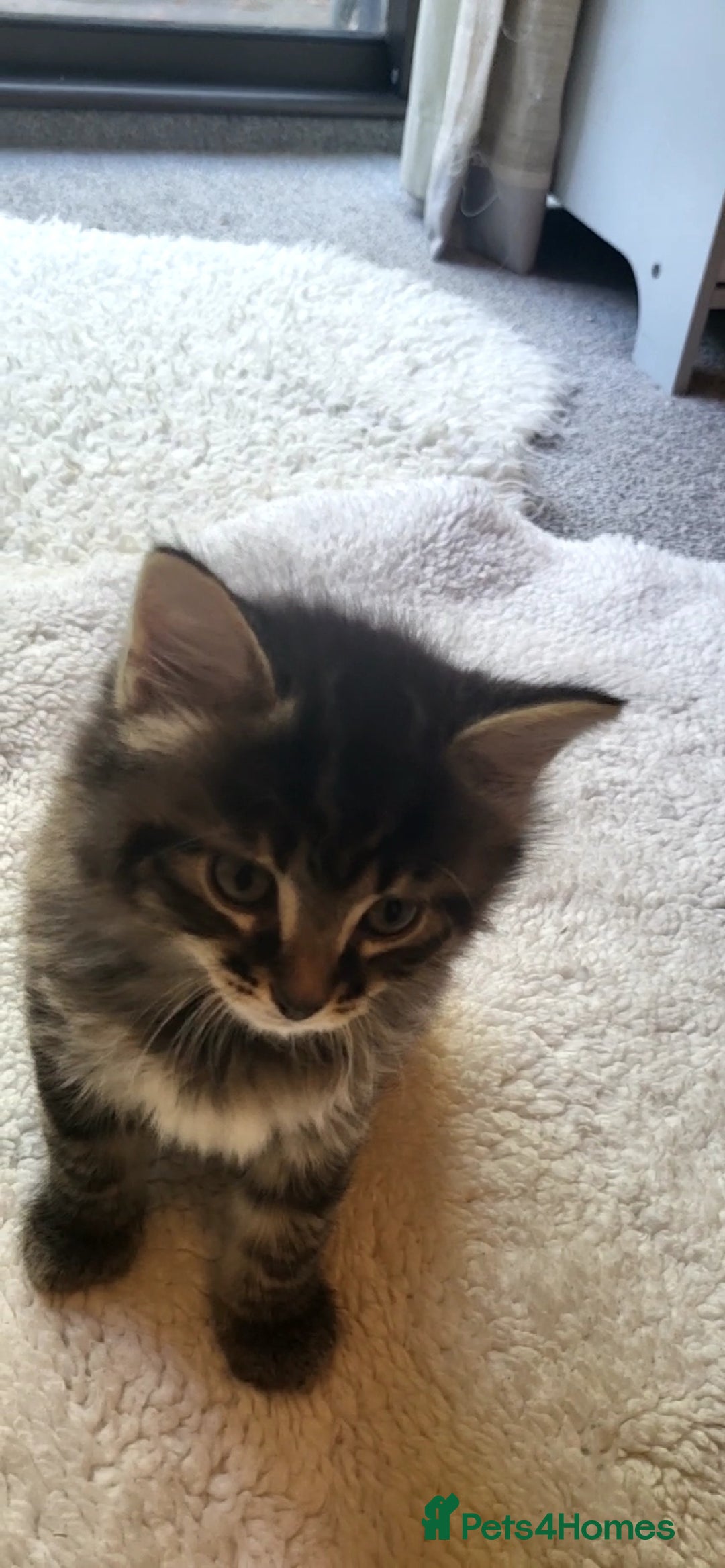 Mixed Breed cats for sale: Lovely kittens Looking for new Homes  - Image 33