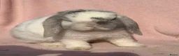 Mini Lop rabbits for sale: NO LONGER AVAILABLE  - Advert 2