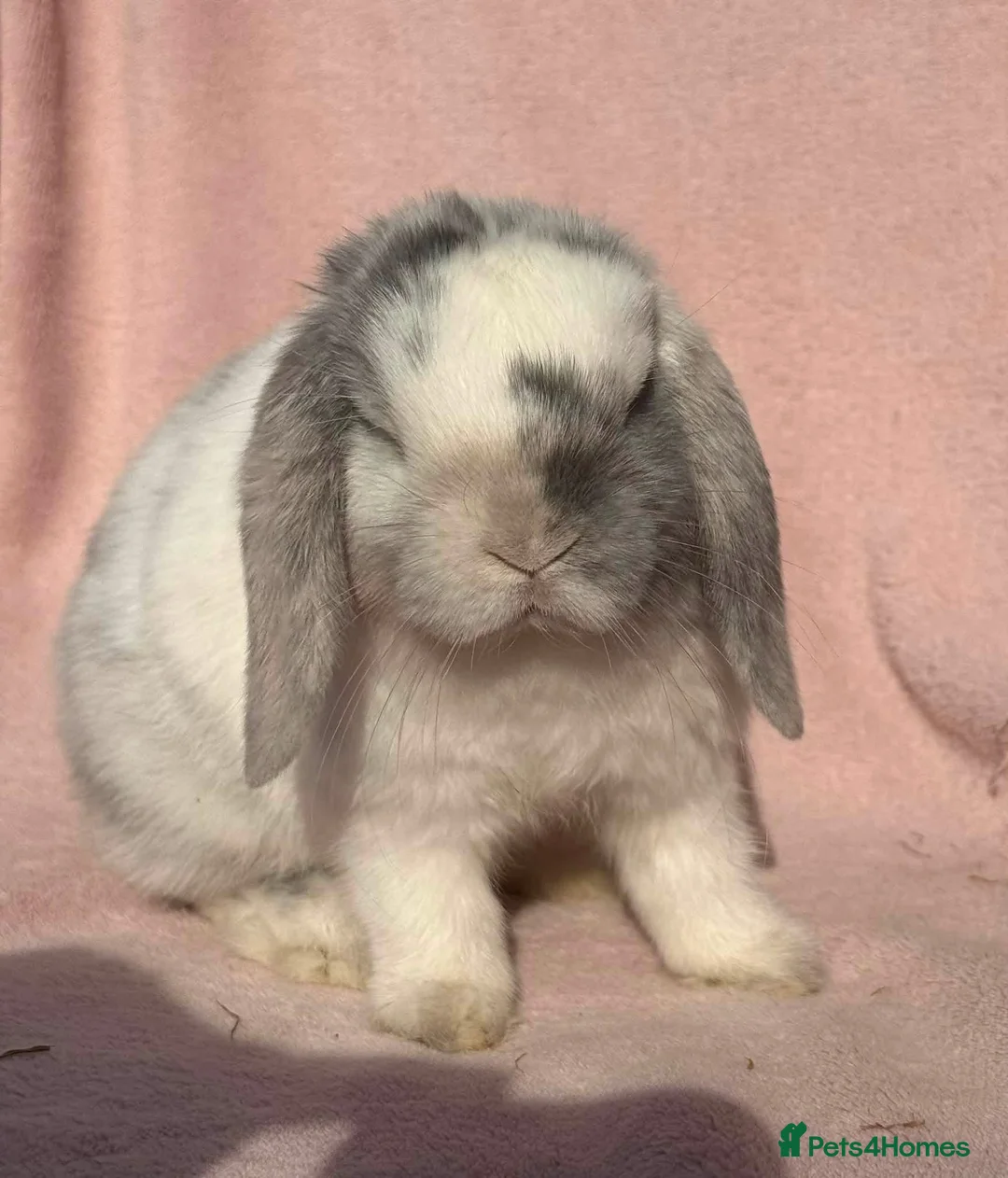 Mini Lop rabbits for sale: NO LONGER AVAILABLE  - Advert 2