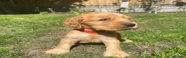 Red Collar Boy