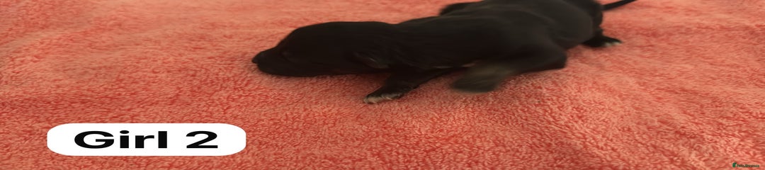 Border Collie Puppy 7