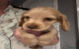 Cocker Spaniel dogs for sale: Stunning litter of Show Cocker Spaniel Puppies - Image 4