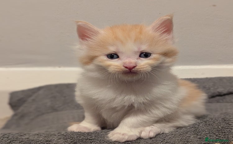 Maine Coon cats - Advert 14