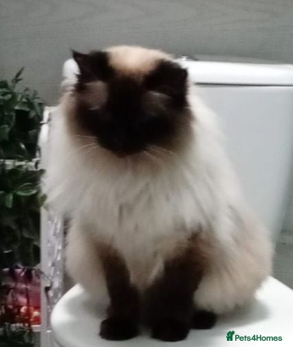 Ragdoll cats Beautiful Blue eyed Girl - Advert 1