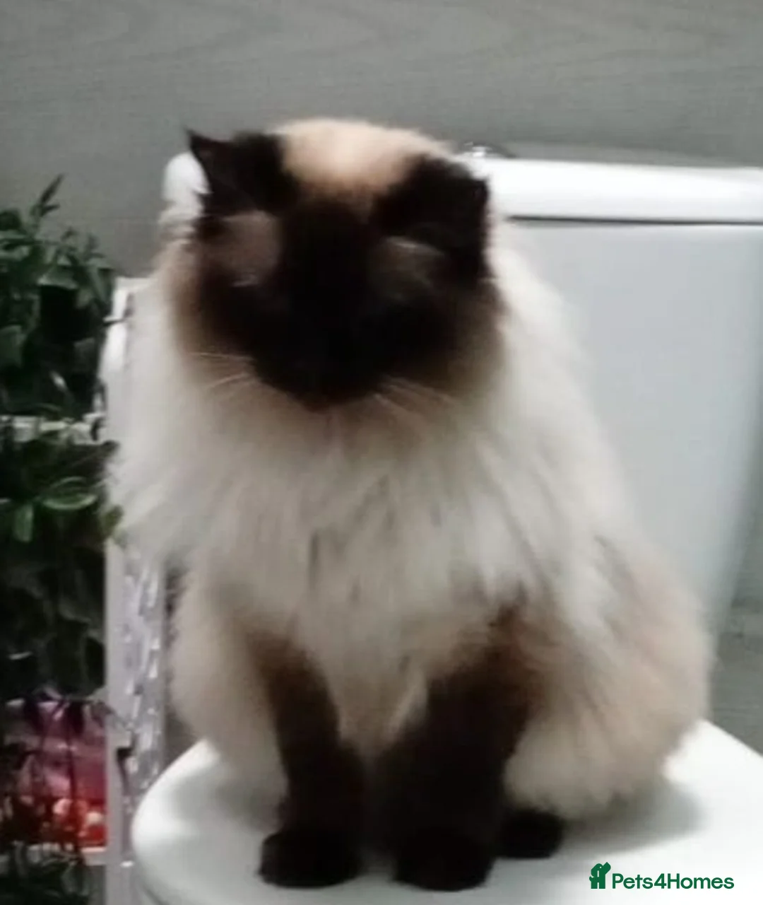 Ragdoll cats for sale: Beautiful Blue eyed Girl - Advert 1